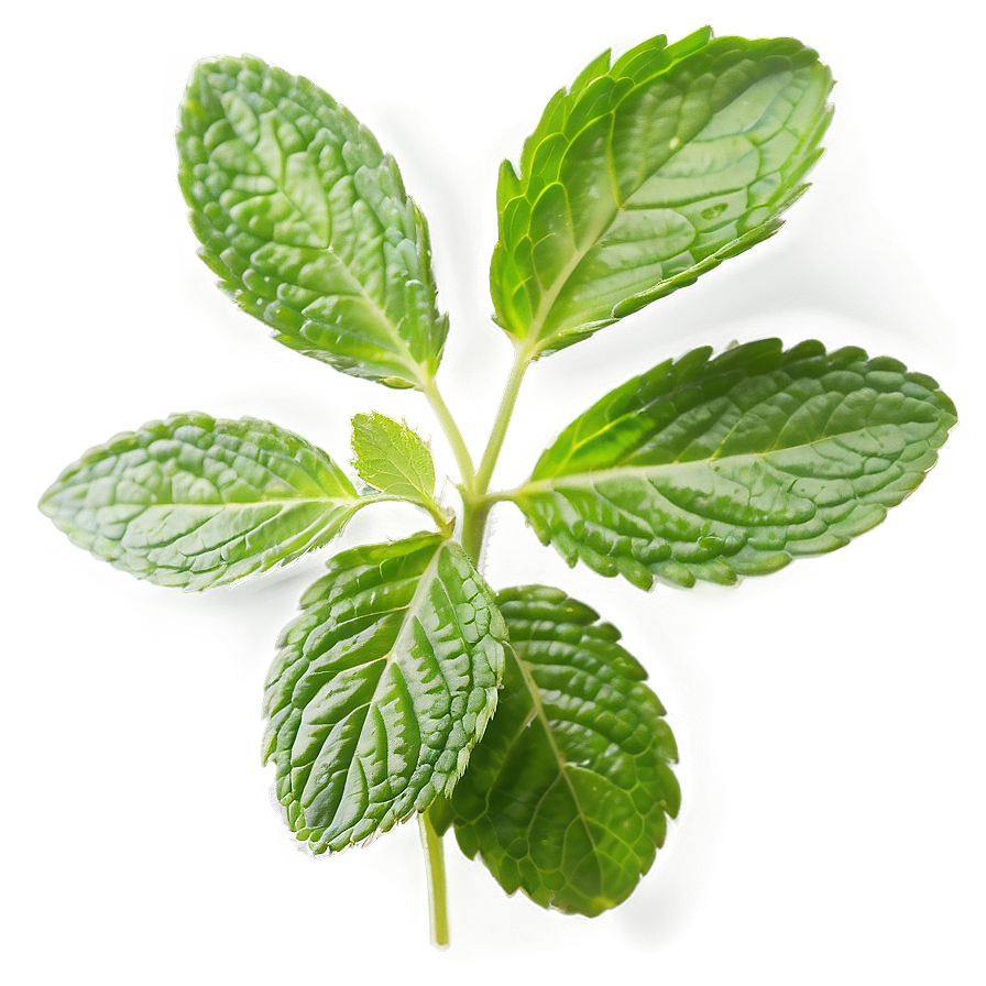 Mint Leaves A PNG Image