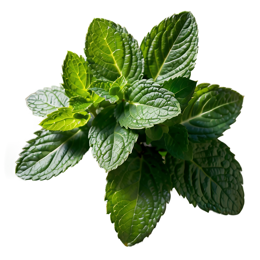 Mint Leaves Cluster Png 06262024 PNG Image