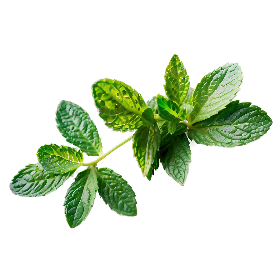 Mint Leaves Decoration Png 91 PNG Image