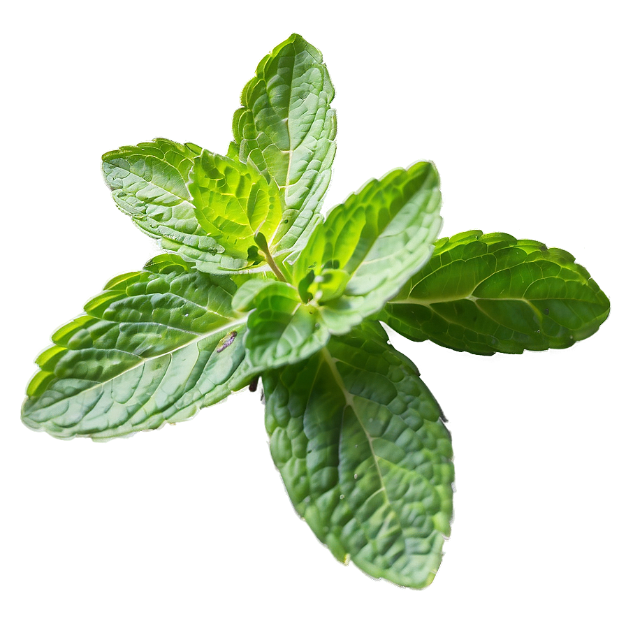 Mint Leaves For Cooking Png Ntu55 PNG Image