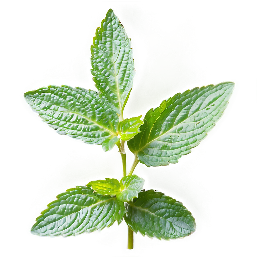 Mint Leaves In Nature Png 06262024 PNG Image