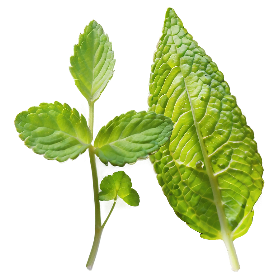 Mint Leaves In Nature Png Ygc45 PNG Image