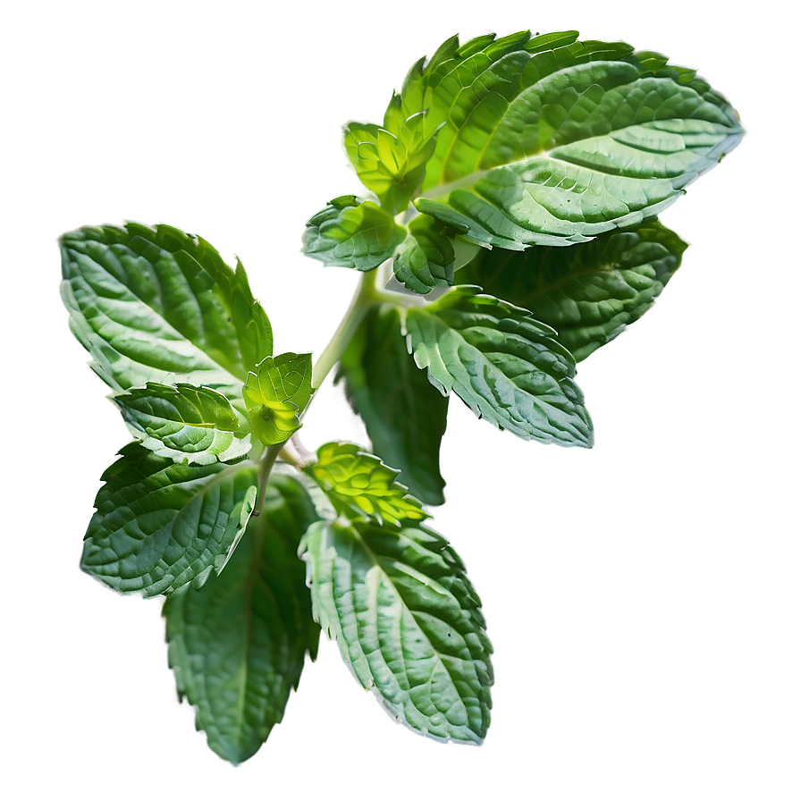 Mint Leaves Isolated Png Ram48 PNG Image