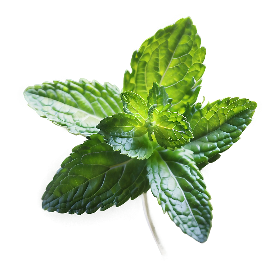 Mint Leaves Medicine Png Hhj16 PNG Image