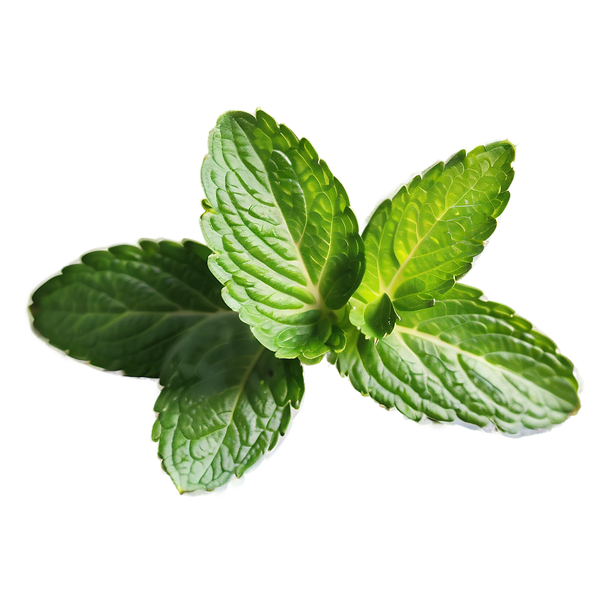 Mint Leaves Medicine Png Ywc PNG Image