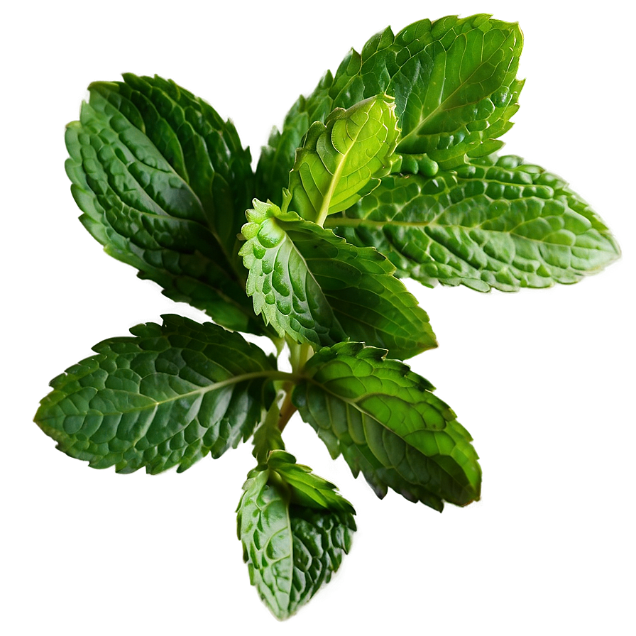 Mint Leaves Png Cqe PNG Image