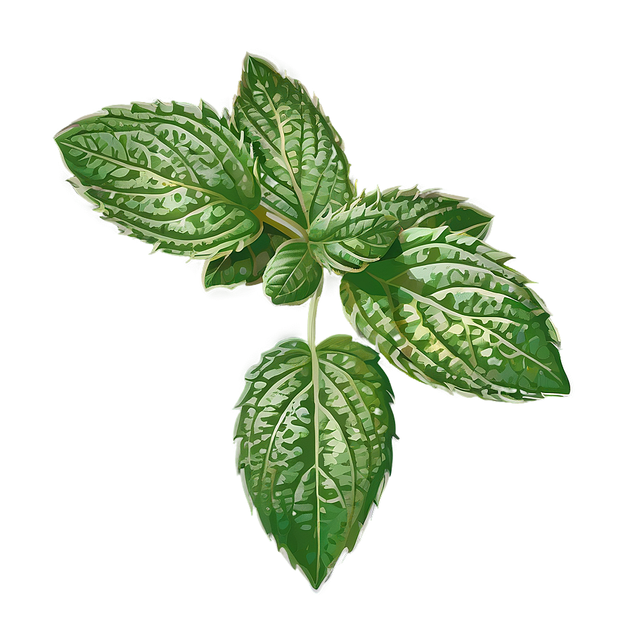 Mint Leaves Vector Png Sed80 PNG Image