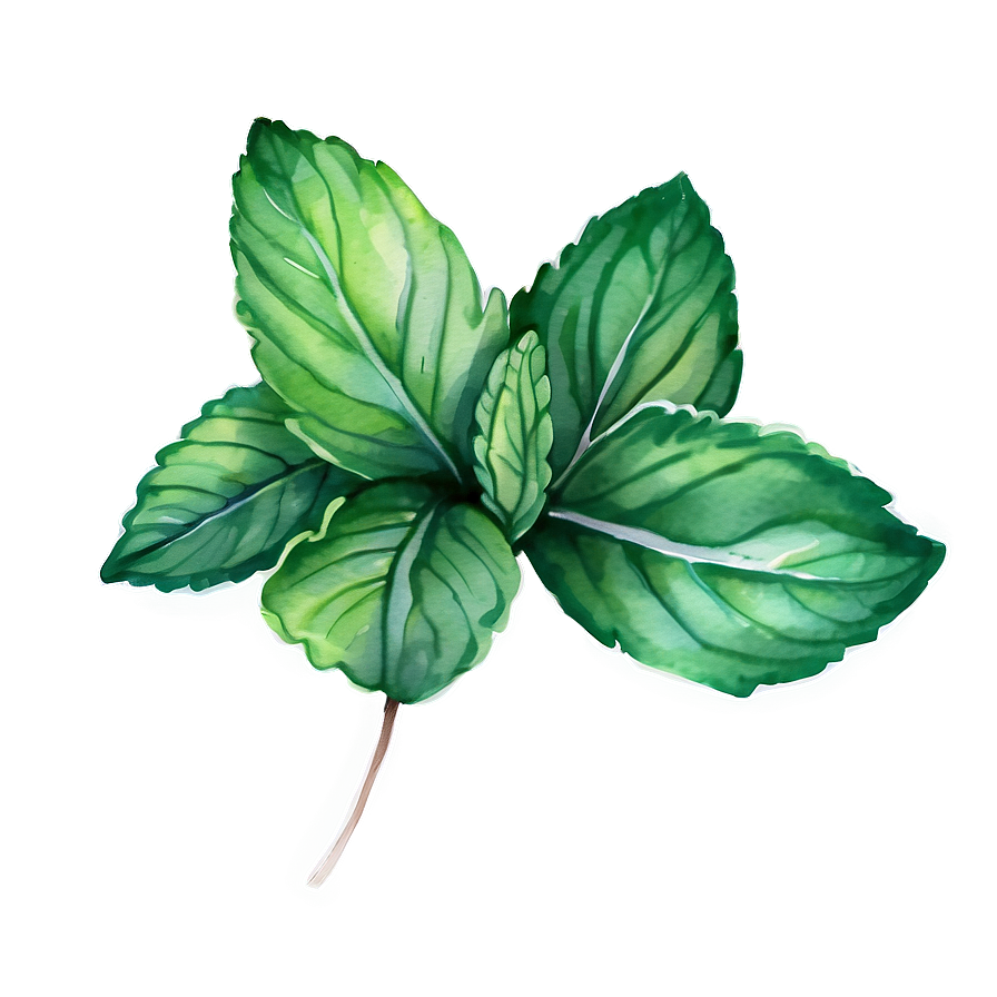 Mint Leaves Watercolor Png Mbe69 PNG Image