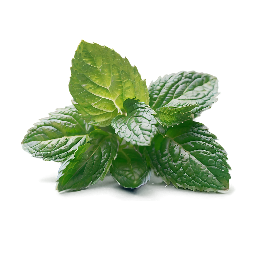 Minty Freshness Concept Png 06122024 PNG Image