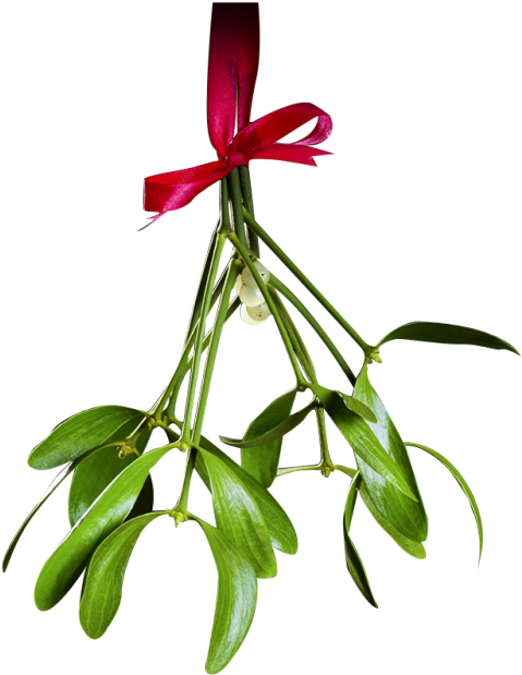 Mistletoewith Red Ribbon PNG Image