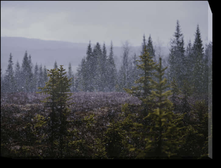 Misty Forest Snowfall PNG Image