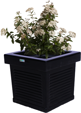 Modern Black Planter With White Flowers PNG Image