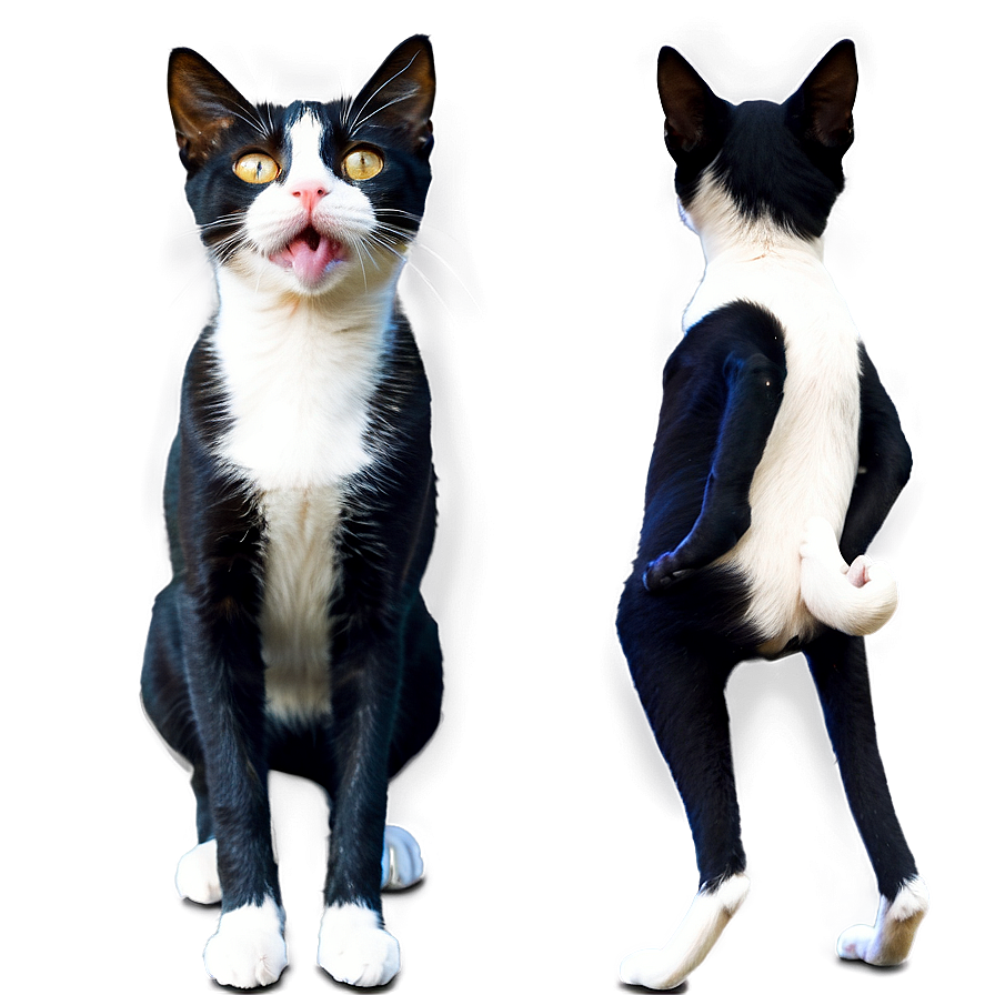 Modern Cat Meme Png Vnr PNG Image