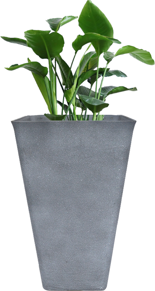 Modern Gray Planterwith Green Plant PNG Image