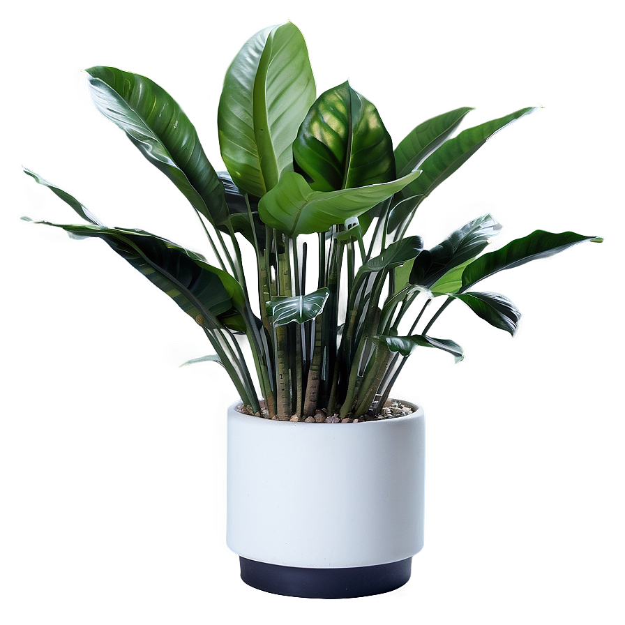 Modern Indoor Plants Png 06252024 PNG Image