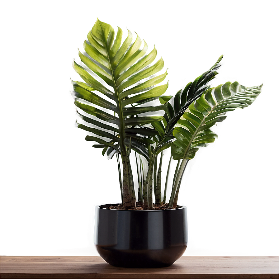 Modern Indoor Plants Png 9 PNG Image