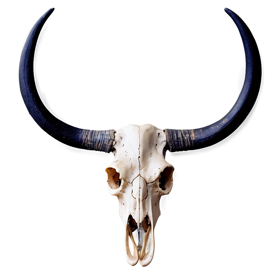 Modern Longhorn Skull Picture Png 06292024 PNG Image