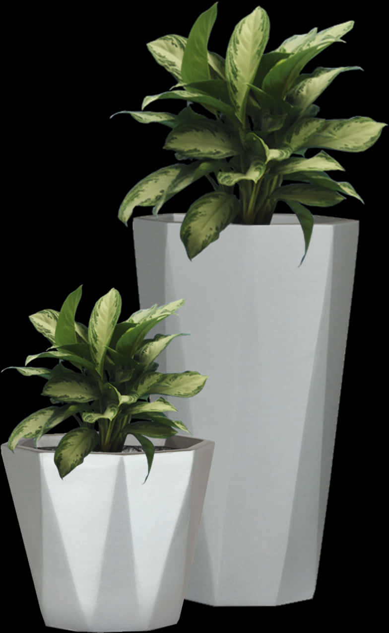 Modern White Flower Potswith Plants PNG Image