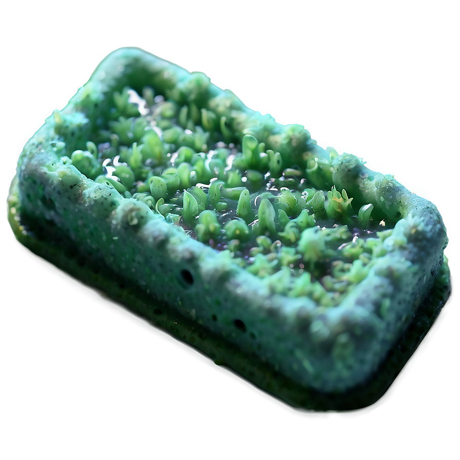 Mold Macro Png Gor85 PNG Image