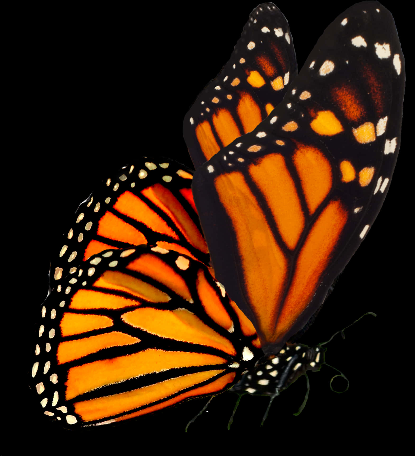 Monarch Butterfly Black Background PNG Image