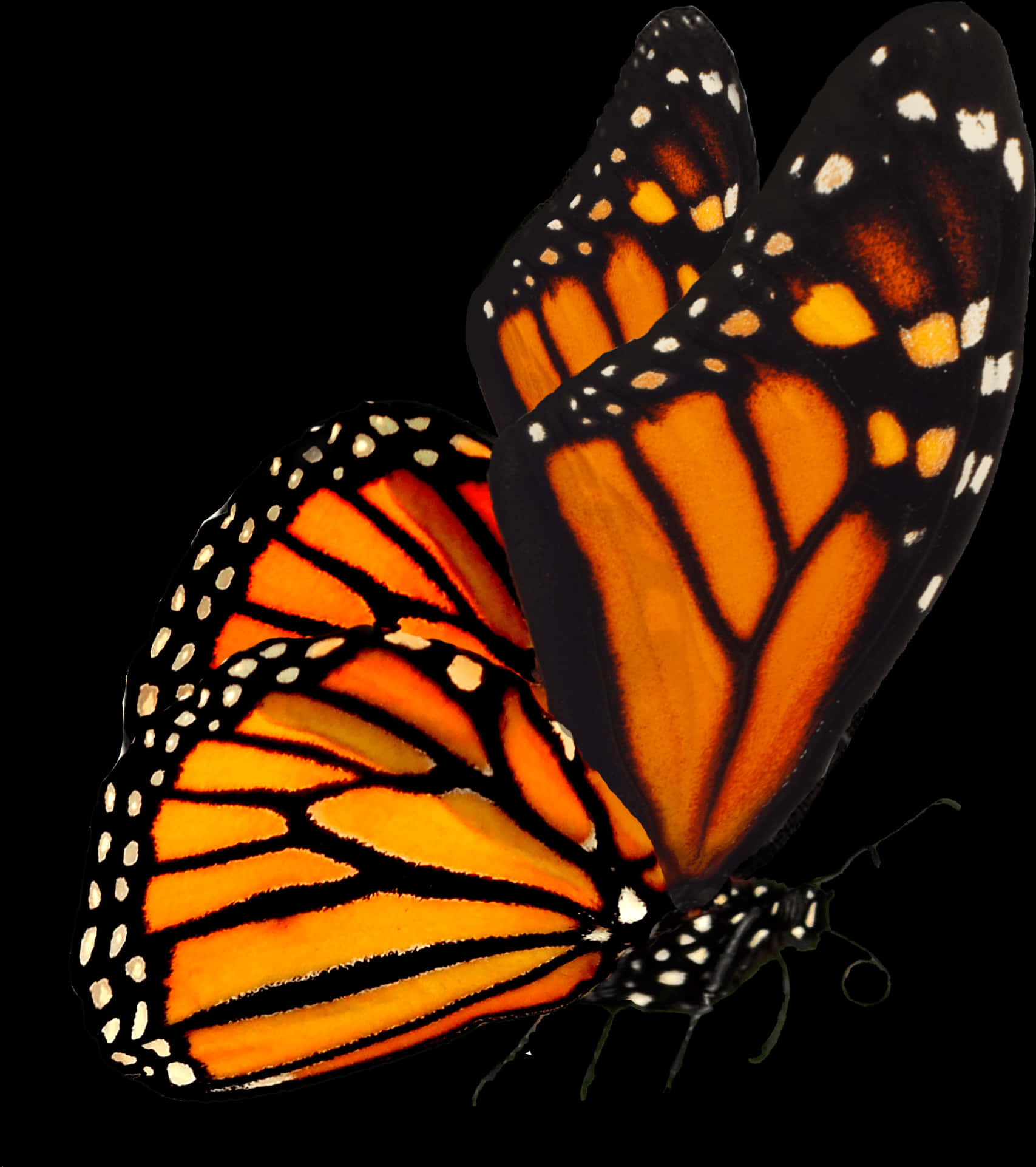 Monarch Butterfly Black Background PNG Image