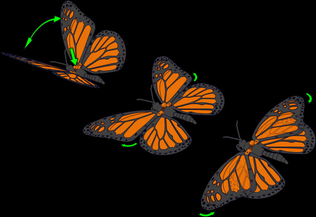 Monarch Butterfly Flight Sequence PNG Image