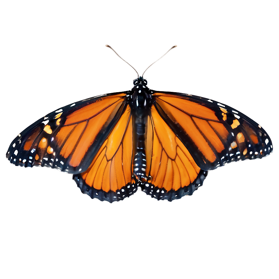 Monarch Butterfly Habitat Png 05252024 PNG Image