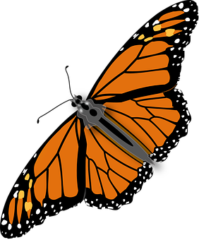 Monarch Butterfly Illustration PNG Image