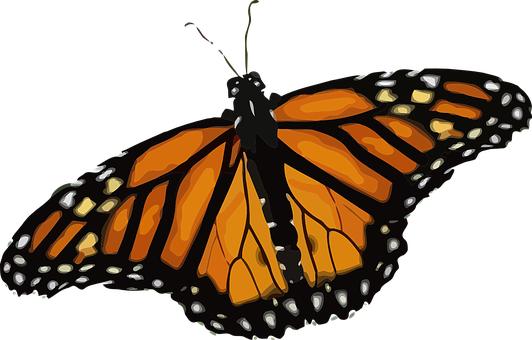 Monarch Butterfly Illustration PNG Image