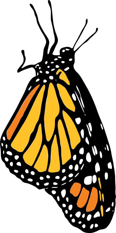 Monarch Butterfly Illustration.png PNG Image