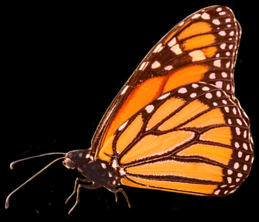 Monarch Butterfly Isolatedon Black PNG Image