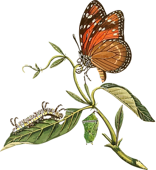 Monarch Butterfly Life Cycle PNG Image