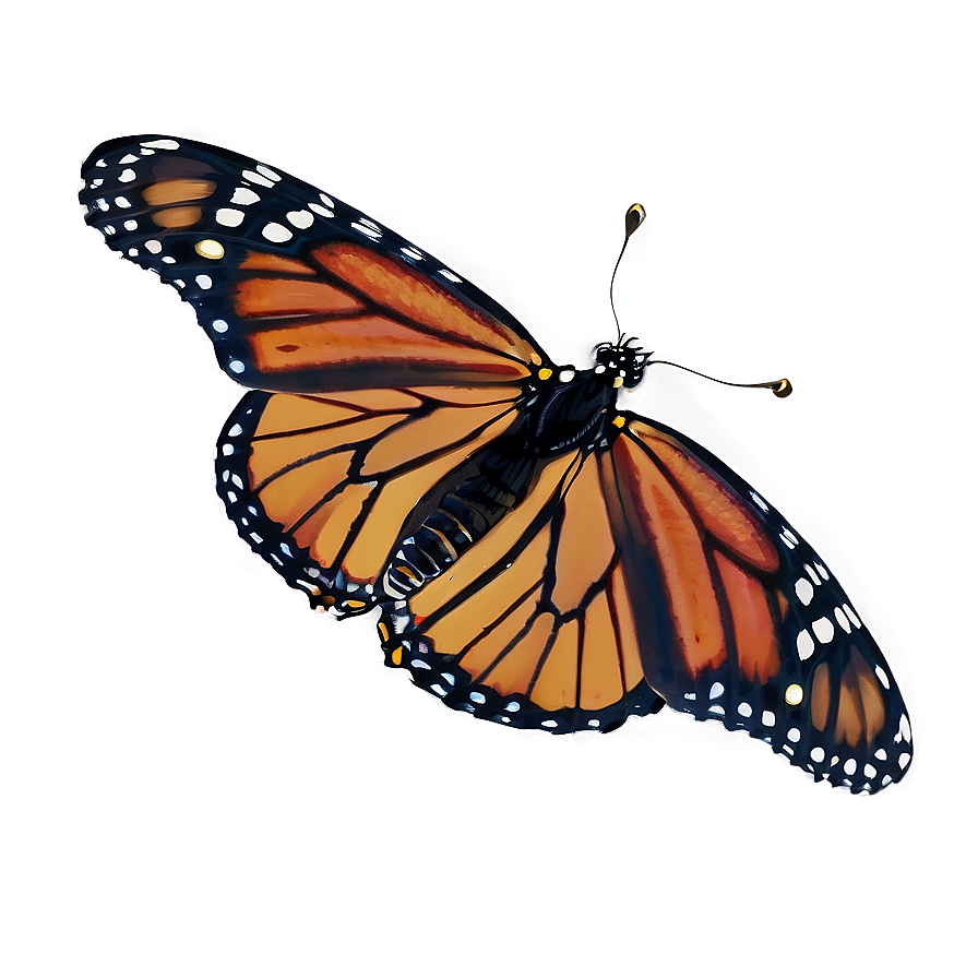 Monarch Butterfly On White Png 96 PNG Image