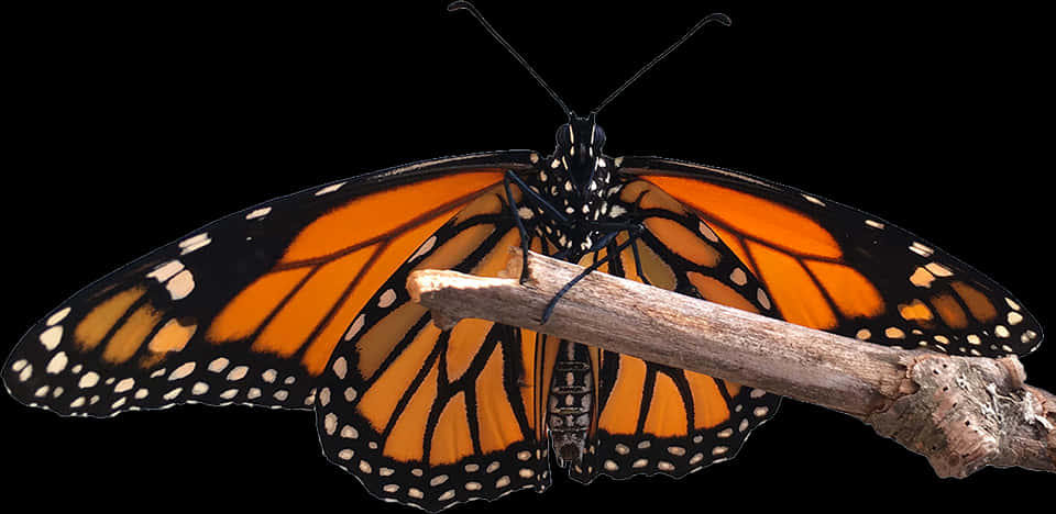 Monarch Butterfly Perchedon Branch PNG Image