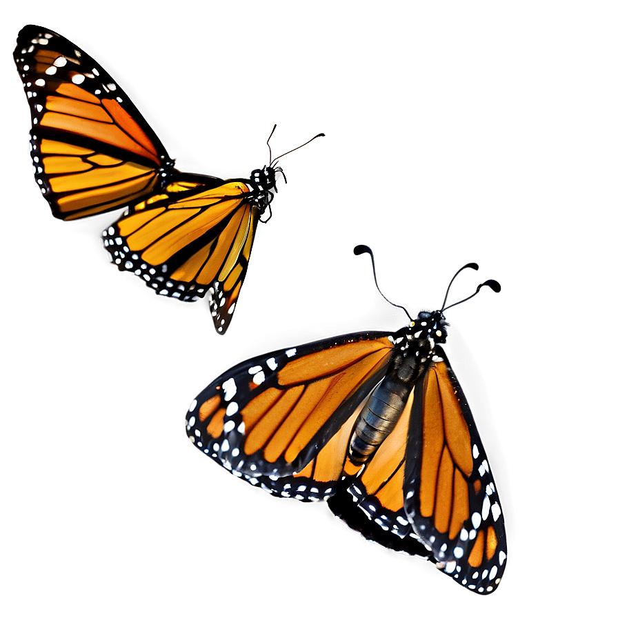 Monarch Butterfly Reserve Mexico Png 94 PNG Image