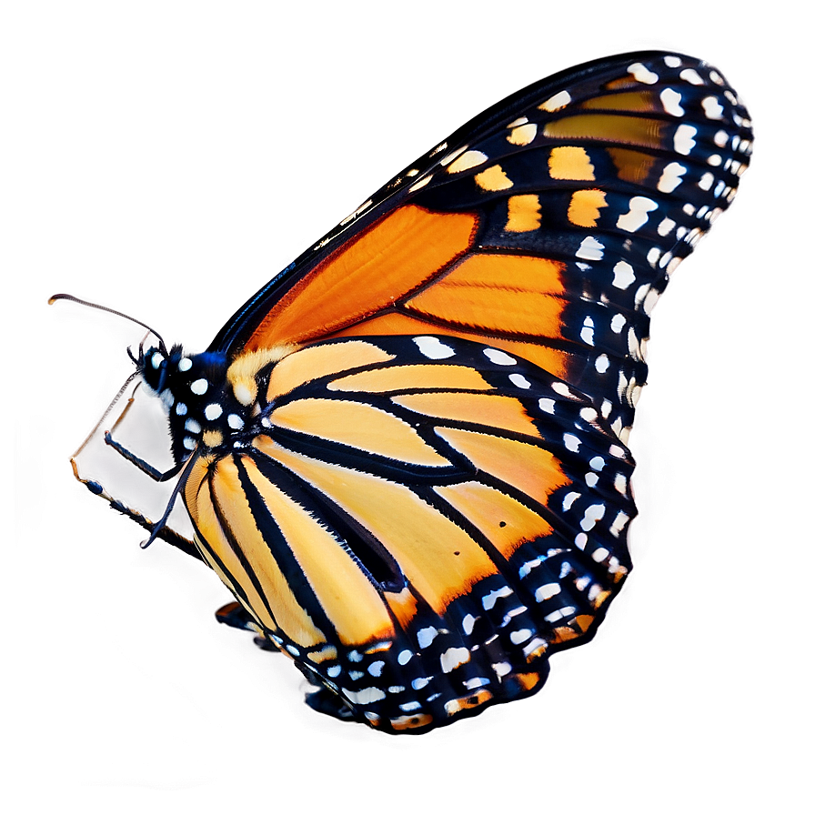 Monarch Butterfly Resting Png 05252024 PNG Image