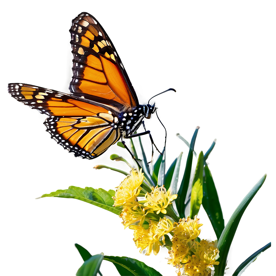 Monarch Butterfly Resting Png Ksi PNG Image