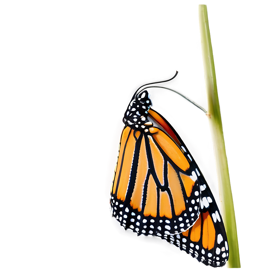 Monarch Butterfly Side View Png Dpk42 PNG Image