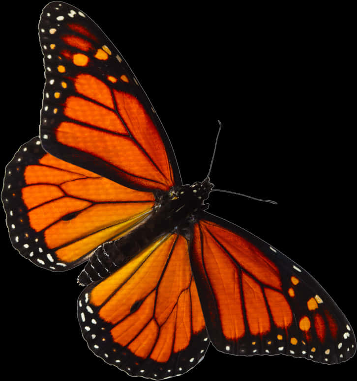 Monarch Butterfly Spread Wings PNG Image