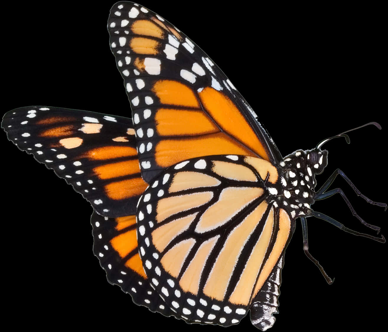 Monarch Butterfly Transparent Background PNG Image