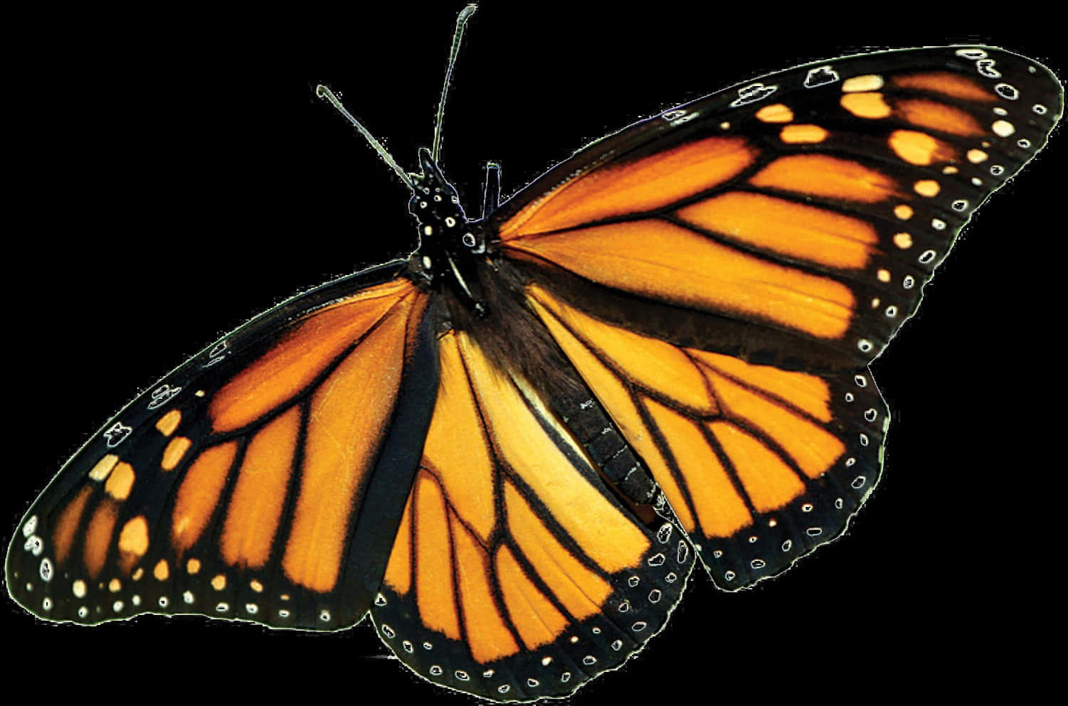 Monarch Butterfly Transparent Background PNG Image