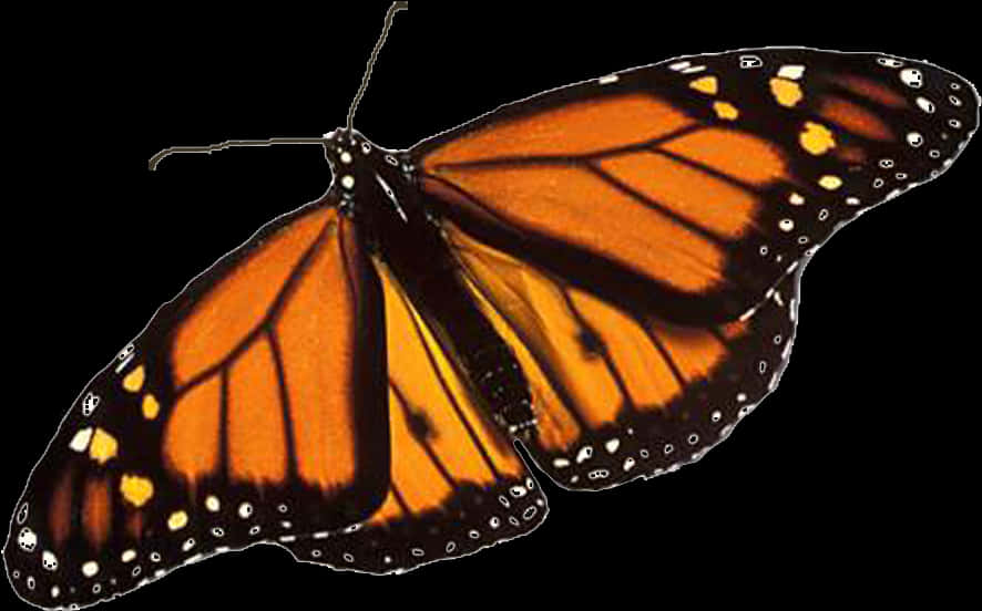 Monarch Butterfly Transparent Background PNG Image