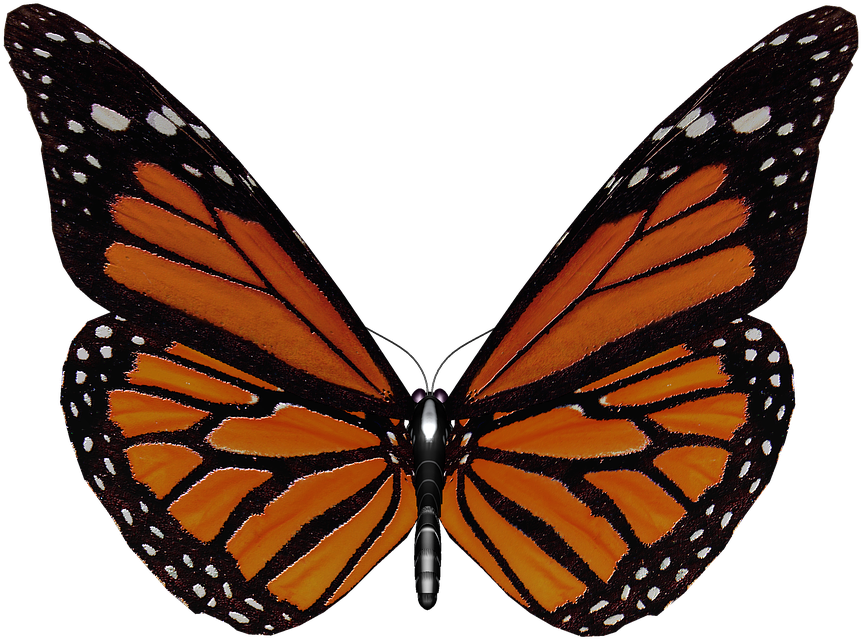 Monarch Butterfly Wings Spread PNG Image