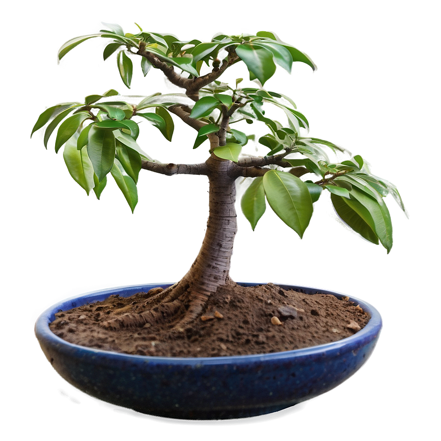 Money Tree In Bloom Png Sbv PNG Image