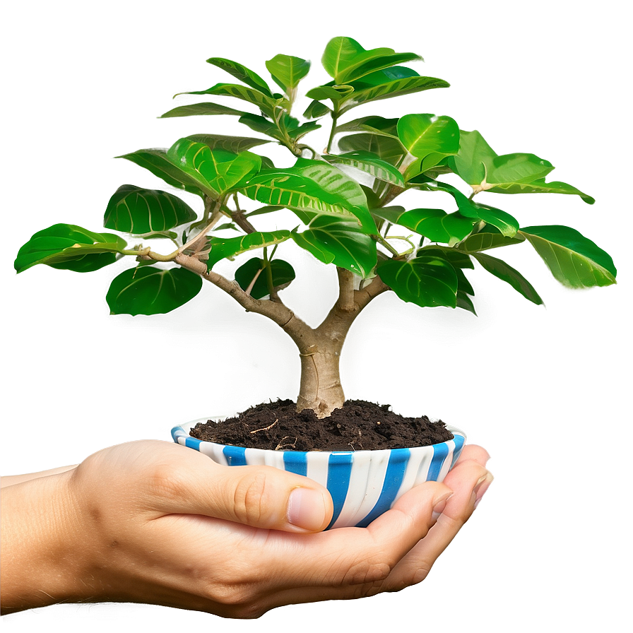 Money Tree In Hand Png 60 PNG Image