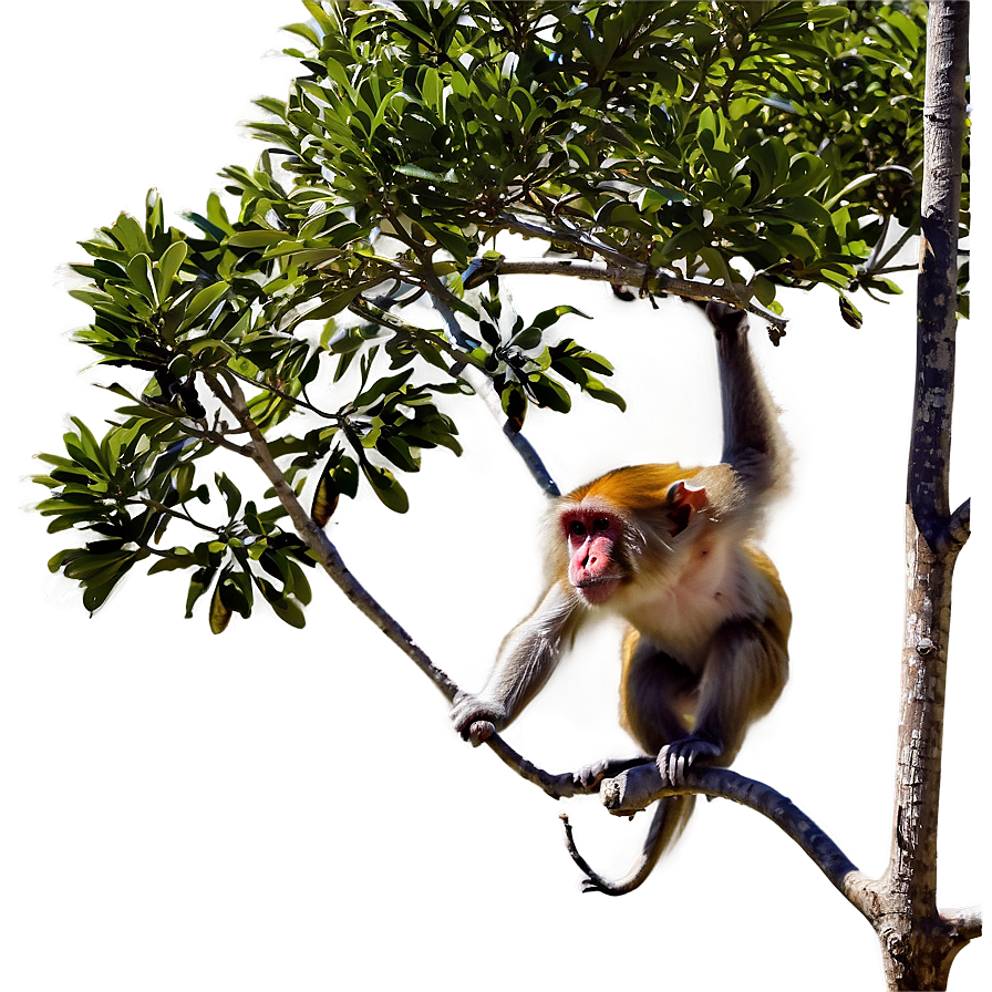 Monkey In Tree Png 57 PNG Image