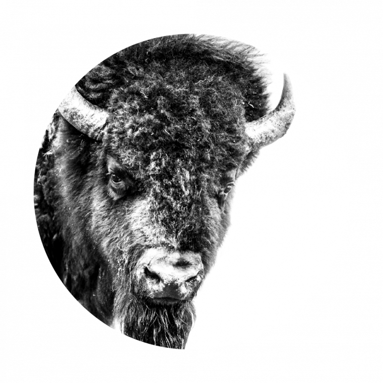 Monochrome Bison Portrait PNG Image