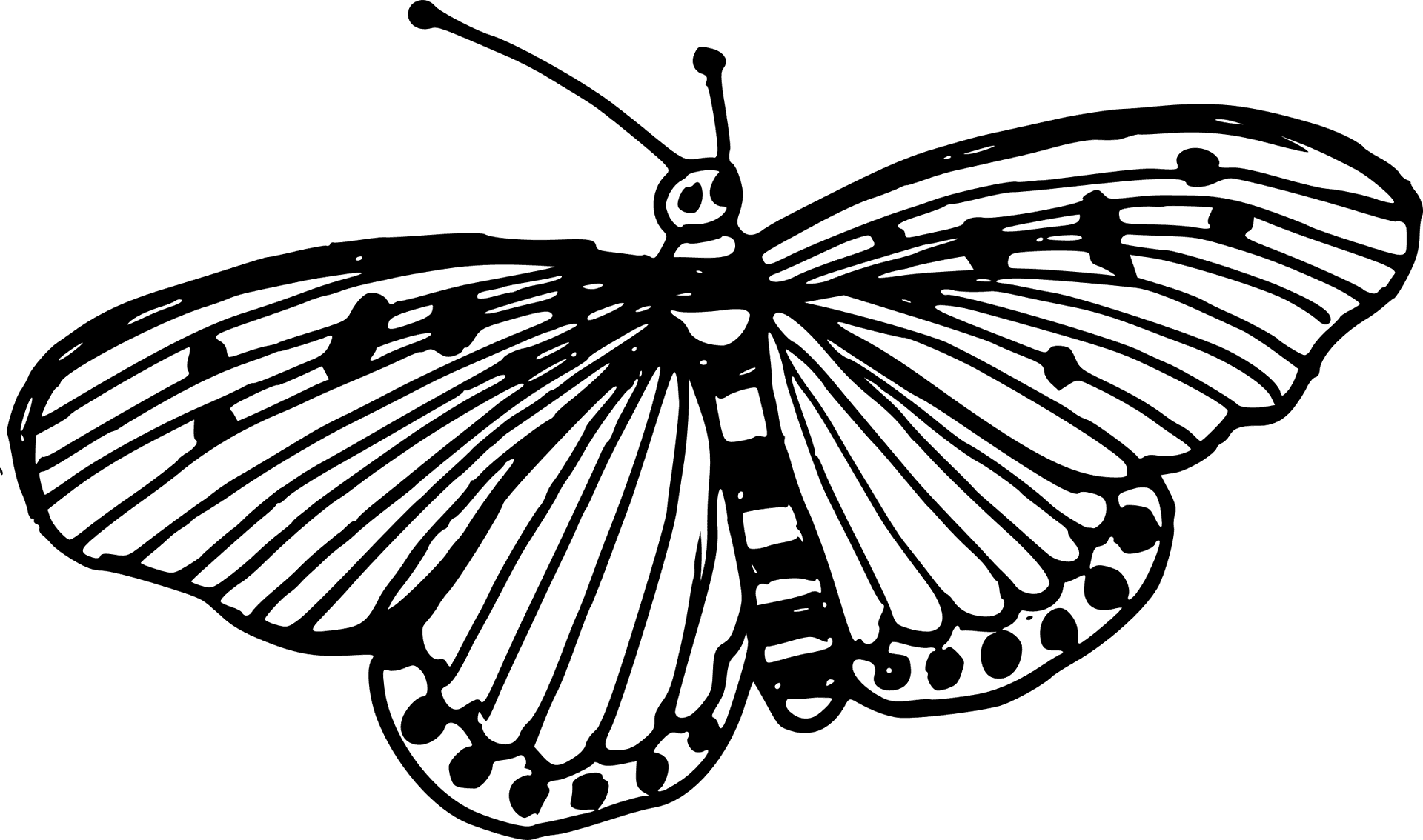 Monochrome Butterfly Illustration PNG Image