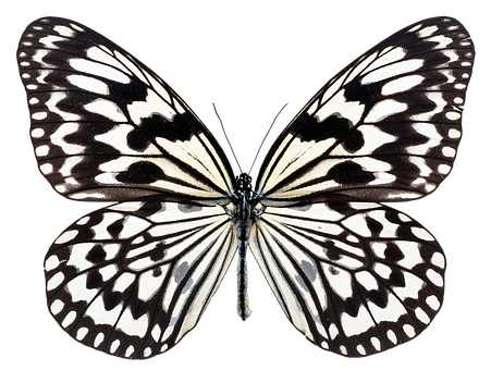 Monochrome Butterfly Spread Wings PNG Image