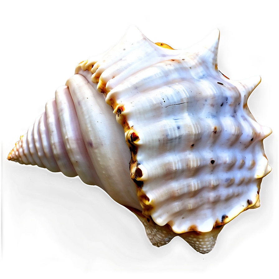 Monochrome Conch Shell Png 87 PNG Image